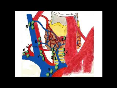 Видео: УЗИ регионарных лимфатических узлов.Видеолекция