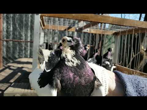 Видео: Голуби породы турман. Часть третья. Чернопегие разведение. Константин Шарпов. Обзор голубей.