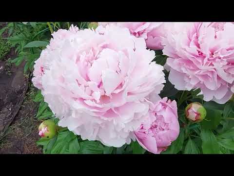 Видео: Пионы в розовых тонах. Живые летние букеты. Сара Бернар, Альберт Крусс и Александр Флеминг.2022г.