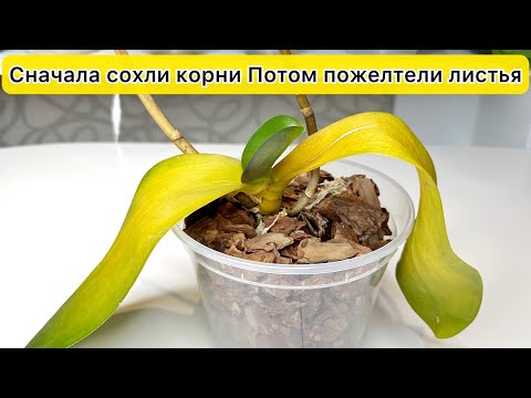 Видео: СОХНУТ корни орхидеи потом ЖЕЛТЕЮТ листья орхидеи