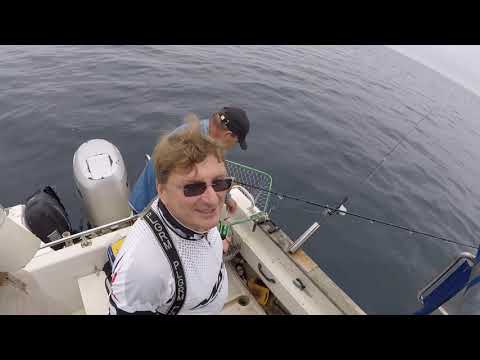 Видео: Отличный клев трески на банке Зубра