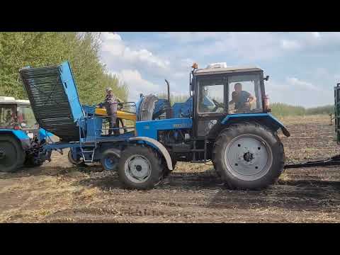 Видео: Уборка картрфеля Коломба 2025 комбайном Anna Z644