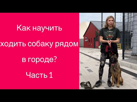 Видео: Как научить ходить собаку рядом в городе? Часть 1