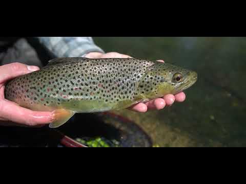 Видео: Холодная весна. Трудовая форель