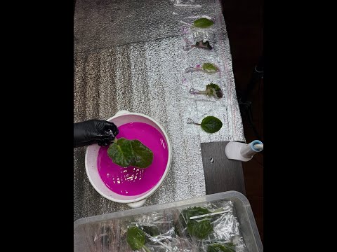 Видео: Входящая обработка растений от болезней и вредителей