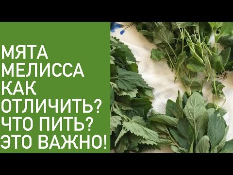 Видео: ОТЛИЧИЕ МЯТЫ ОТ МЕЛИССЫ .