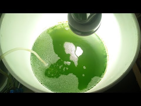Видео: Фито культура. Через 3 недели.  Выращиваем корм для кораллов.  Нанохлоропсис Nannochloropsis