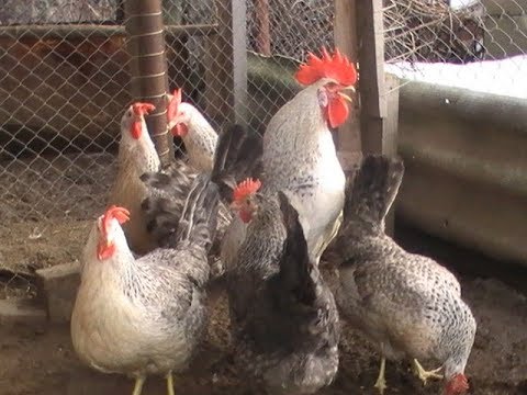 Видео: 19 апреля 2019г. БОРКОВСКИЕ БАРВИСТА надолго поселились в моём хозяйстве.