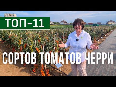 Видео: Лучшие сорта и гибриды томатов черри для открытого грунта. Урожайные и вкусные томаты черри.