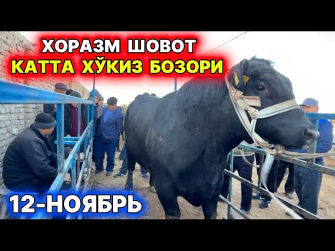 Видео: ХОРАЗМ ШОВОТ МОЛ БОЗОРИ КАТТА ХЎКИЗЛАР САВДОСИ 12-ноября 2025 г.