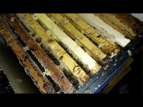 Видео: Пчеловодство - Контроль зимовки в омшанике, устраняю сырость в ульях