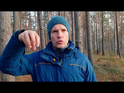 Видео: Экскурсия по экотропе Сестрорецкого болота. Значение болот, ООПТ, экотуризм, вандалы, климат.