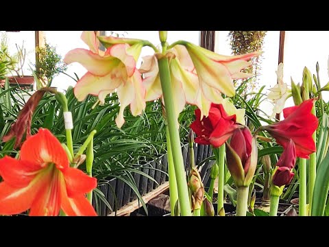 Видео: Обзор гиппеаструмов. Начало сезона 2024.