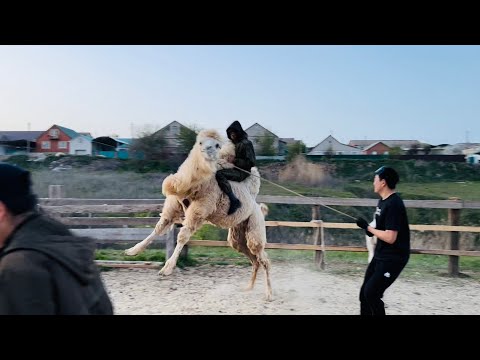 Видео: Ойратка