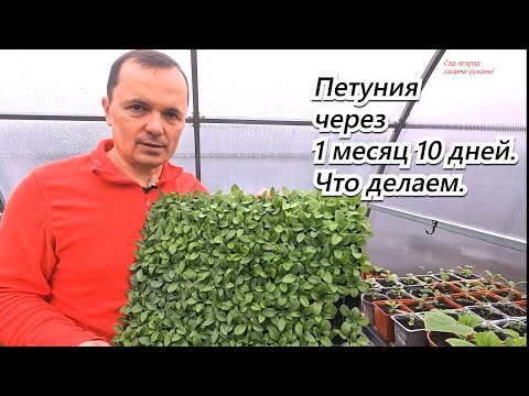 Видео: Петуния через месяц и десять дней после посева- что делаем, чем кормим.