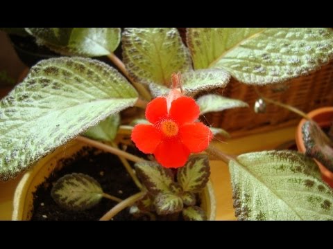 Видео: комнатные растения в апреле