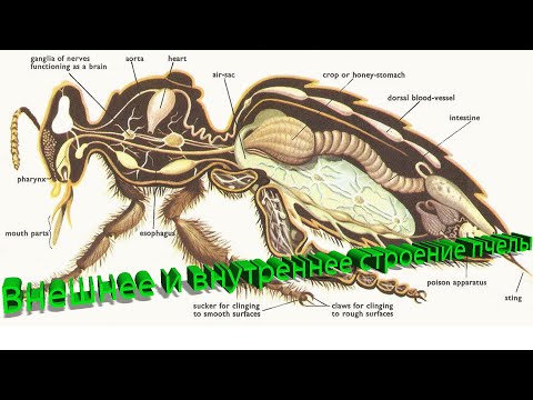 Видео: Елфимов Генрих Дмитриевич: Внешнее и внутреннее строение пчелы. Часть 1