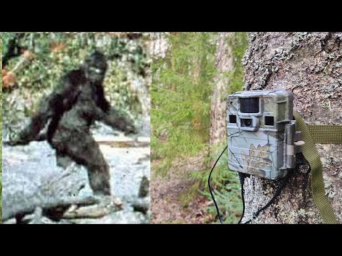 Видео: Загадочные существа. Кого засняла фотоловушка в лесу?