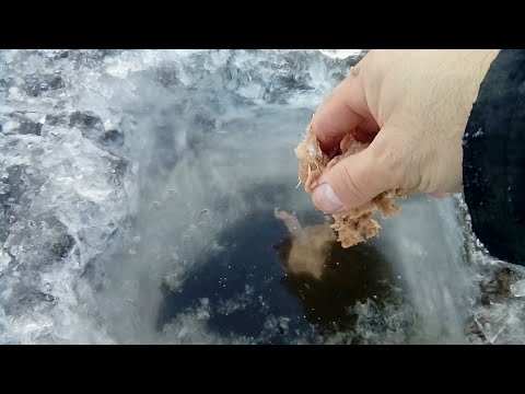 Видео: чем я кормлю осетра и как.