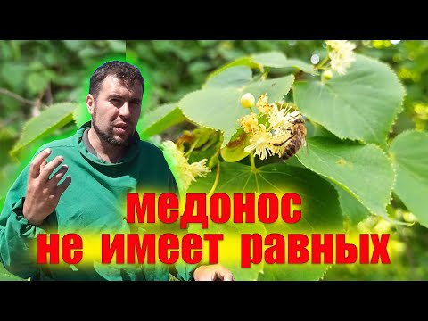 Видео: Как медонос она действительно не имеет равных. Липа медонос выделяет нектар один раз на четыре года.