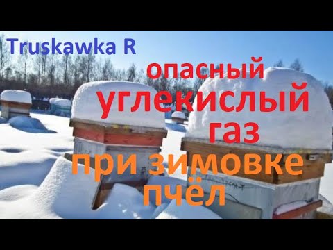 Видео: #пчёлы. Нижние летки на зиму. Открывать и насколько. влияние СО2 на зимовку пасеки.