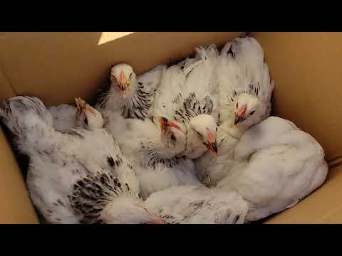 Видео: Тоок базар СОКУЛУК || Катуу арзандаптыр
