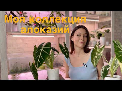 Видео: Обзор коллекции алоказий/ грунт/ уход