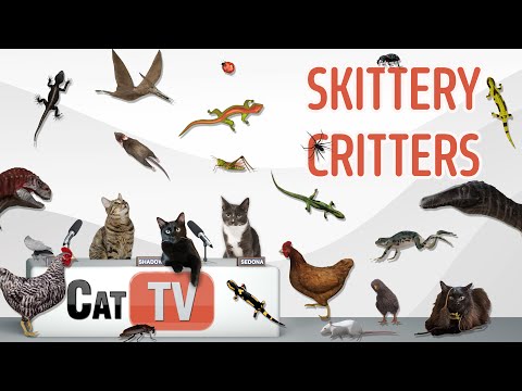 Видео: Игры для кошек | Бегающие зверьки в действии! 🦎🐞🐸 | Ящерицы, мыши, кузнечики и многое другое