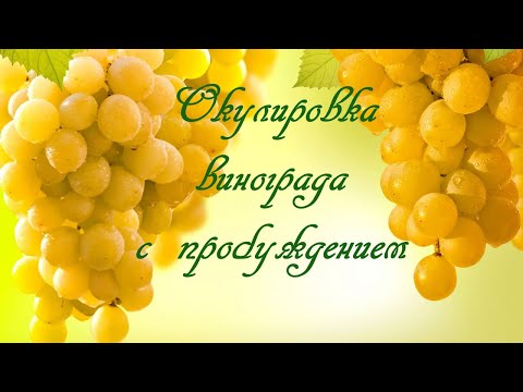 Видео: Окулировка винограда с пробуждением.