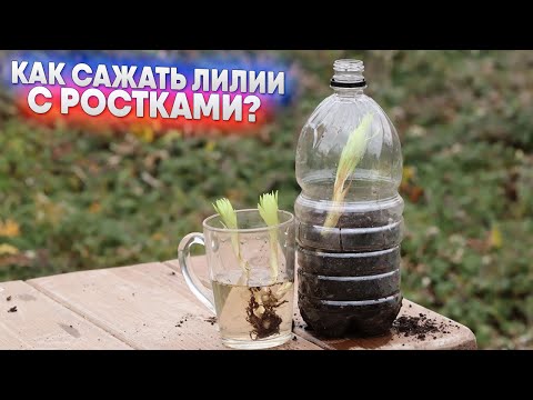 Видео: Как сажать лилии с ростками?