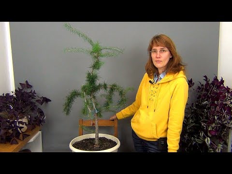 Видео: Ниваки из лиственницы (ч.3).