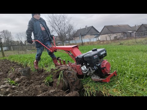 Видео: 11 ноября 2023 г.Запахиваем сидераты мотоблок МТЗ