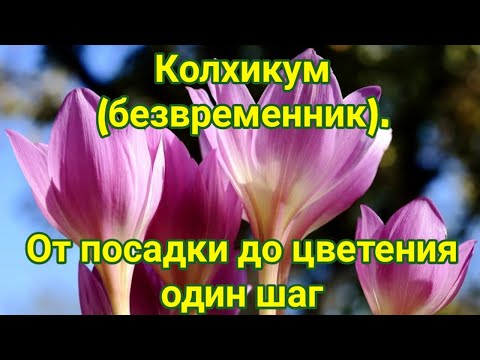 Видео: Безвременник колхикум От посадки до цветения