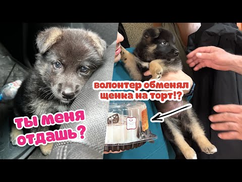 Видео: Бездомный щенок не хотел расставаться. В новой семье два кота.