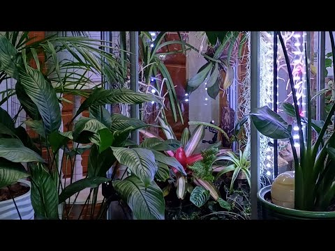 Видео: Сбылась мечта цветовода! Шкаф-витрина-флорариум.