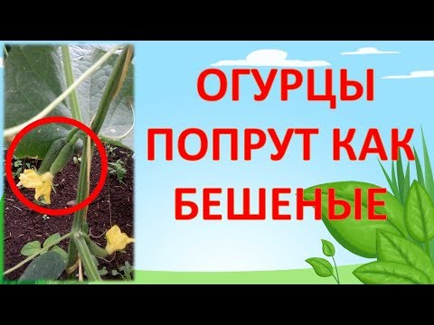 Видео: НЕ ПОДКАРМЛИВАЙТЕ ОГУРЦЫ ПОКА НЕ ПОСМОТРИТЕ ЭТО ВИДЕО!!! Как выращивать огурцы