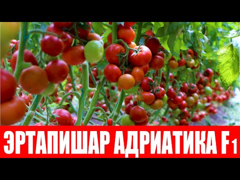 Видео: Адриатика F1 ни 3 йилдан буён экаман, сифат ва ҳосилдорлиги жуда зўр! (Adriatika F1-Sakata)