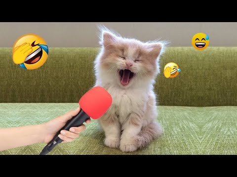 Видео: Самые смешные видео с кошками и собаками 😺🐶 - Смешные видео с животными 🤣
