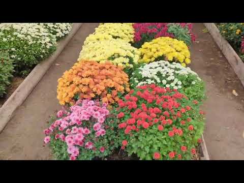Видео: Хризантема Мультифлора в Нижнеудинске)))