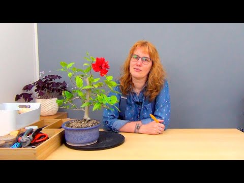 Видео: Бонсай из гибискуса (ч.11).