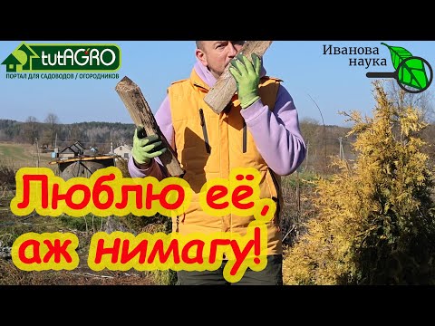 Видео: БЕСПЛАТНАЯ ТРИХОДЕРМА - даже В ЛЕС ХОДИТЬ не надо! Всё есть прямо на вашем участке. Когда её вносить