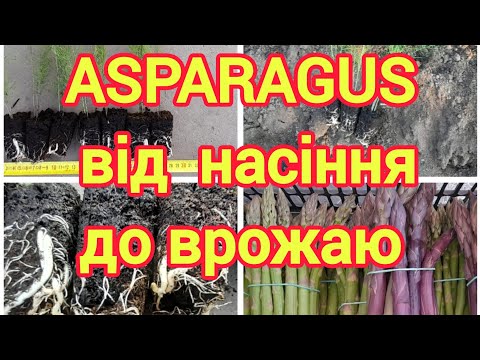 Видео: Як вирощується спаржа з насіння.