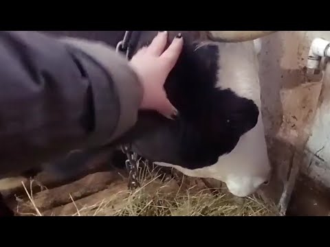 Видео: Поставили всех коров в стойло/ Остались недоделки/ Покрыли Катю😊