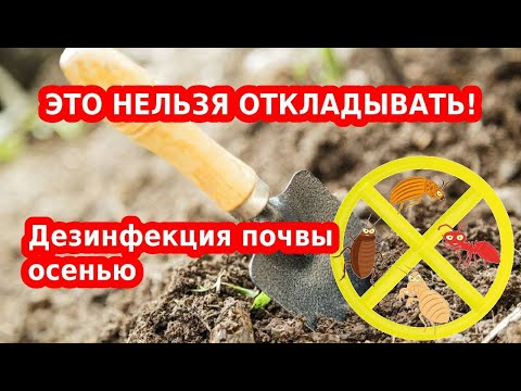 Видео: Дезинфекция и обеззараживание почвы осенью// Чем обработать почву после сбора урожая и теплицу