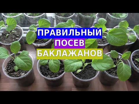 Видео: Правильный посев баклажанов. Мой личный опыт по выращиванию рассады баклажан