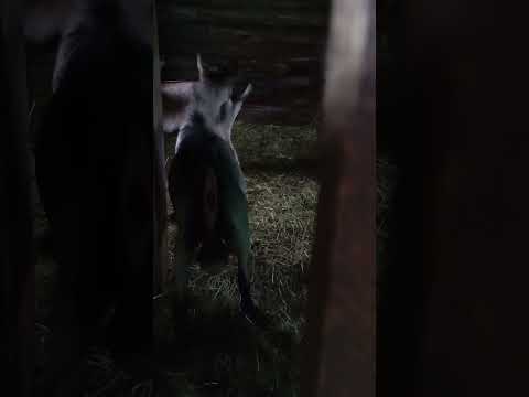 Видео: Фея покрыта💃💃💃                     24 08 2025 г