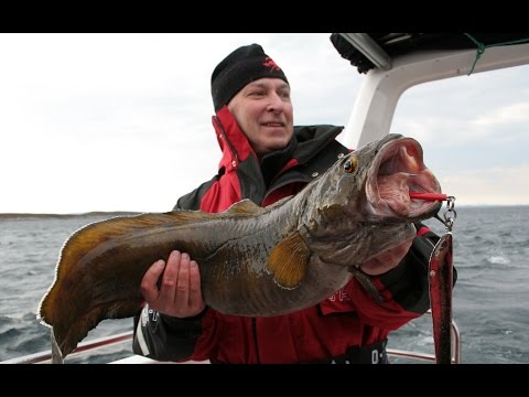 Видео: Рыба-СТРАШИЛИЩЕ - МОЛЬВА.