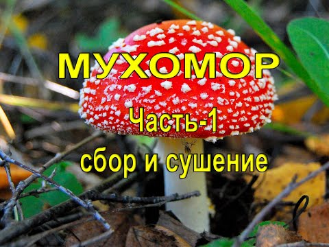 Видео: Мухоморы. Часть -  1 сбор и сушка.