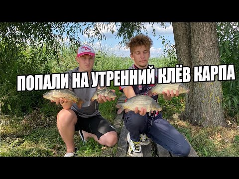 Видео: Попали на утренний жор карпа! | Николаевка, часть 2