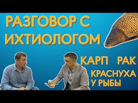 Видео: Вопросы ихтиологу. Какие условия нужны для размножения карпа и другие вопросы.